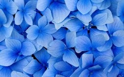 Цветы сегодня Вике